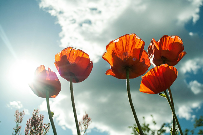 25 Aprile
